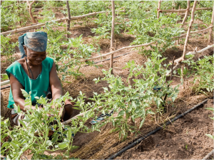 A woman tends to a garden powered by solar panels and drip irrigation