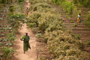 Beninese woman water and collect crops in their solar-powered garden