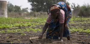 Woman works in the field of a Solar Market Garden (SMG) project from the Solar Electric Light Fund (SELF)