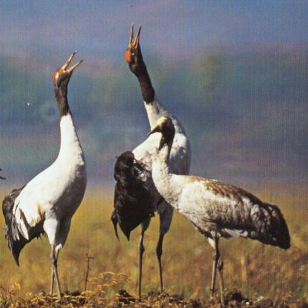 Protecting the habitat of the endangered Black Neck Cranes
