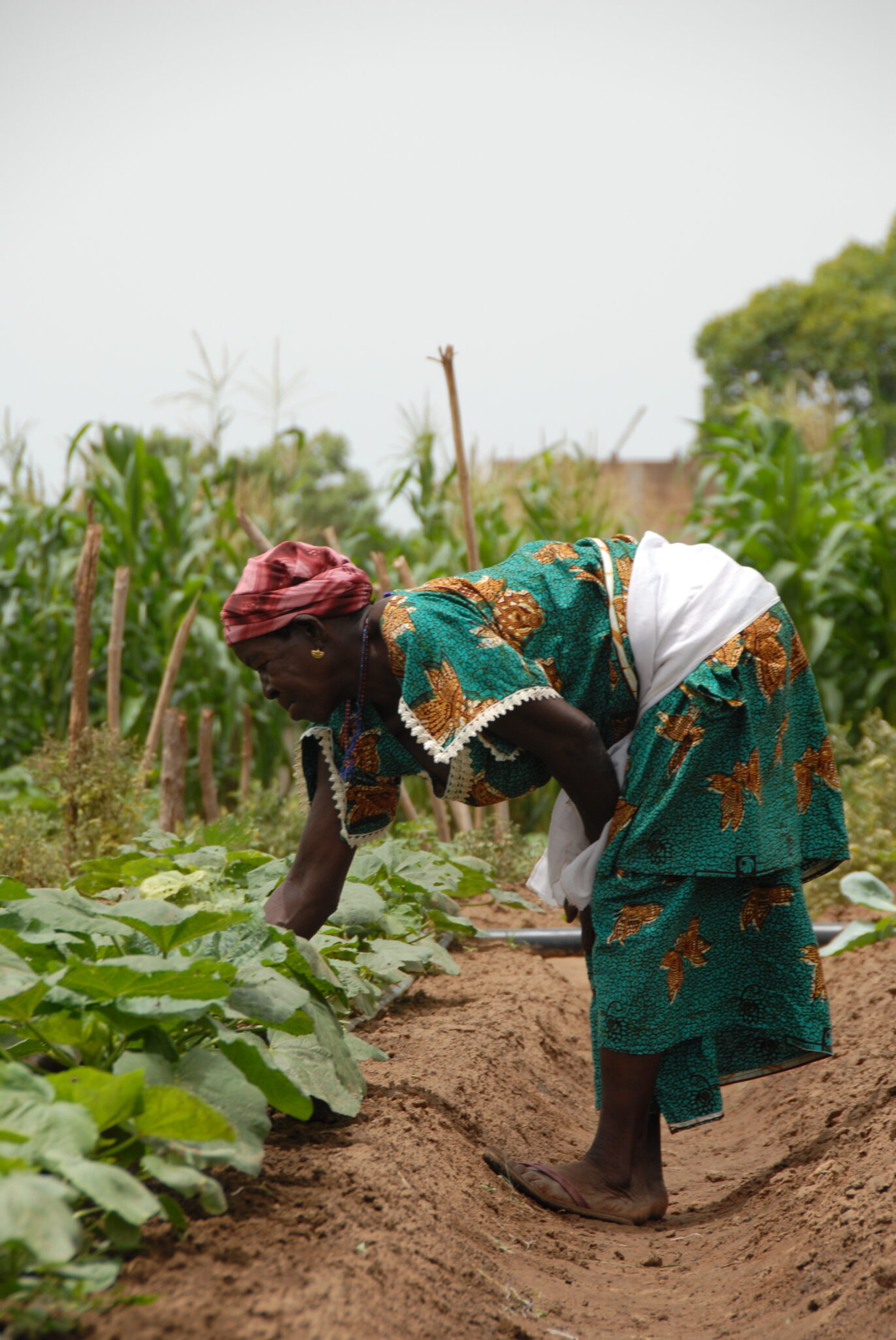 A woman tends to a garden watered by solar-powered drip irrigation, one application of solar energy for sustainable development