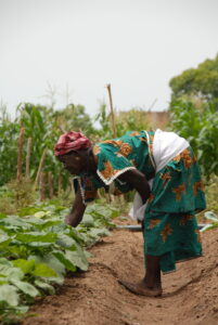 A woman tends to a garden watered by solar powered drip irrigation